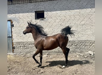 Vollblutaraber, Hengst, 1 Jahr, Dunkelbrauner