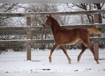 Vollblutaraber, Hengst, 1 Jahr, Dunkelfuchs