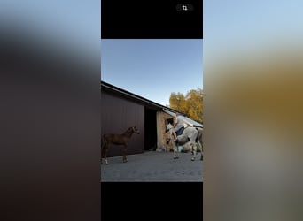 Vollblutaraber, Hengst, 1 Jahr, Fuchs