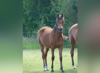 Vollblutaraber, Hengst, 1 Jahr, Hellbrauner