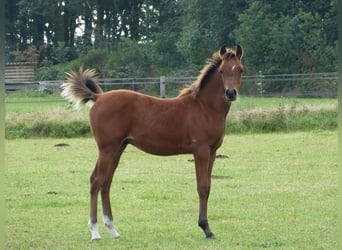 Vollblutaraber, Hengst, 1 Jahr, Hellbrauner