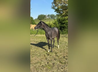 Vollblutaraber, Hengst, 1 Jahr, Kann Schimmel werden