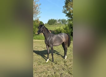 Vollblutaraber, Hengst, 1 Jahr, Kann Schimmel werden