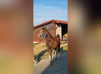 Vollblutaraber, Hengst, 1 Jahr, Rappschimmel