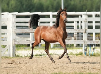 Vollblutaraber, Hengst, 1 Jahr, Rotbrauner