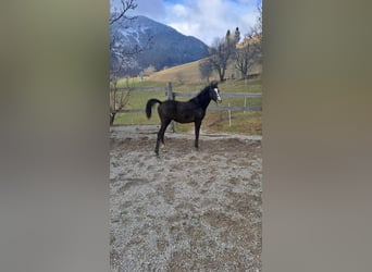 Vollblutaraber, Hengst, 1 Jahr, Rotschimmel