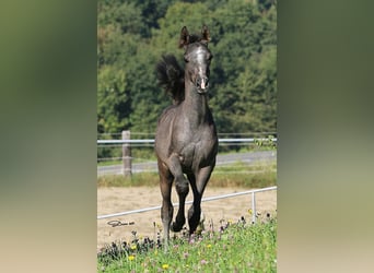 Vollblutaraber, Hengst, 1 Jahr, Schimmel
