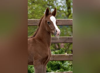 Vollblutaraber, Hengst, 1 Jahr, Schimmel