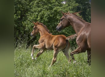 Vollblutaraber, Hengst, 1 Jahr, Schimmel