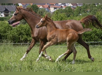 Vollblutaraber, Hengst, 1 Jahr, Schimmel