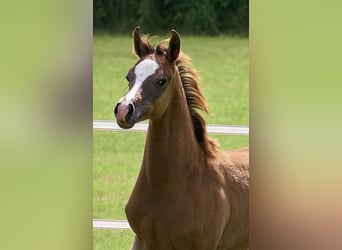 Vollblutaraber, Hengst, 1 Jahr, Schimmel