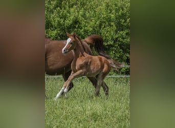 Vollblutaraber, Hengst, 1 Jahr, Schimmel