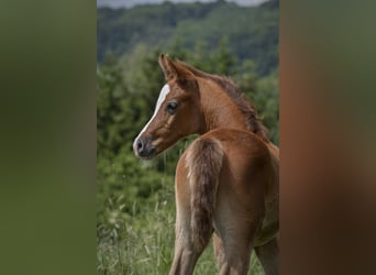 Vollblutaraber, Hengst, 1 Jahr, Schimmel