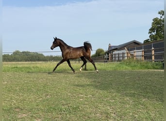Vollblutaraber, Hengst, 1 Jahr, Schimmel