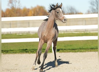 Vollblutaraber, Hengst, 1 Jahr, Schimmel