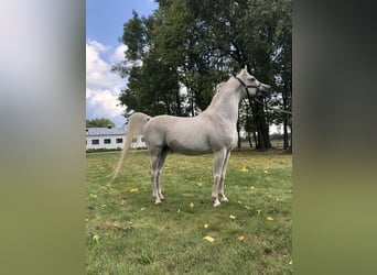 Vollblutaraber, Hengst, 22 Jahre, Schimmel