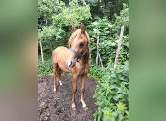 Vollblutaraber, Hengst, 2 Jahre, 142 cm, Dunkelfuchs