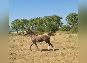 Vollblutaraber, Hengst, 2 Jahre, 144 cm, Schimmel