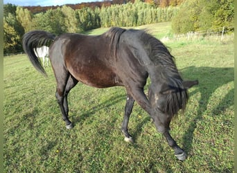 Vollblutaraber, Hengst, 2 Jahre, 145 cm, Rappe