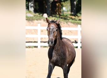 Vollblutaraber, Hengst, 2 Jahre, 148 cm, Schimmel