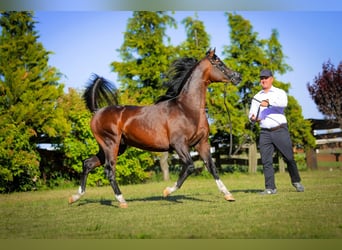 Vollblutaraber, Hengst, 2 Jahre, 149 cm, Dunkelbrauner