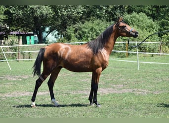 Vollblutaraber, Hengst, 2 Jahre, 149 cm, Rotbrauner