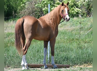 Vollblutaraber, Hengst, 2 Jahre, 150 cm, Dunkelfuchs