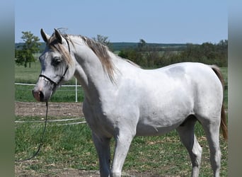 Vollblutaraber, Hengst, 2 Jahre, 150 cm, Schimmel