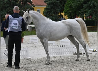Vollblutaraber, Hengst, 2 Jahre, 150 cm, Schimmel
