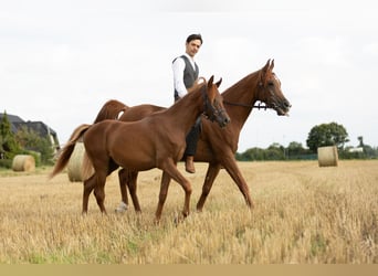 Vollblutaraber, Hengst, 2 Jahre, 151 cm, Dunkelfuchs