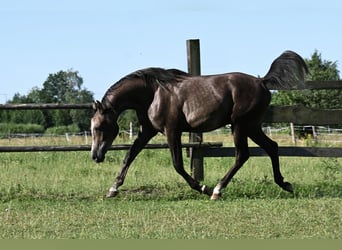 Vollblutaraber, Hengst, 2 Jahre, 152 cm, Dunkelfuchs