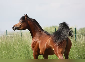 Vollblutaraber, Hengst, 2 Jahre, 153 cm, Brauner