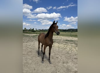 Vollblutaraber, Hengst, 2 Jahre, 155 cm, Brauner