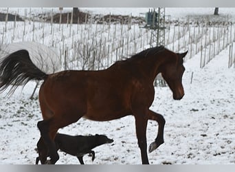 Vollblutaraber, Hengst, 2 Jahre, 155 cm, Brauner