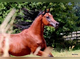 Vollblutaraber, Hengst, 2 Jahre, 155 cm, Brauner