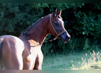 Vollblutaraber, Hengst, 2 Jahre, 155 cm, Brauner