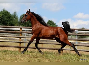 Vollblutaraber, Hengst, 2 Jahre, 155 cm, Brauner