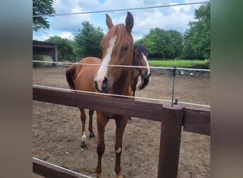 Vollblutaraber, Hengst, 2 Jahre, 155 cm, Fuchs