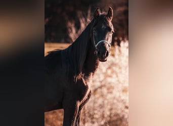 Vollblutaraber, Hengst, 2 Jahre, 155 cm, Rappe