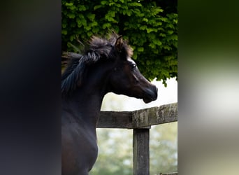 Vollblutaraber, Hengst, 2 Jahre, 155 cm, Rappe