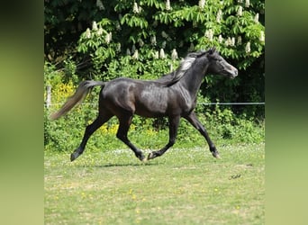 Vollblutaraber, Hengst, 2 Jahre, 155 cm, Rappschimmel