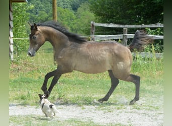Vollblutaraber, Hengst, 2 Jahre, 155 cm, Schimmel