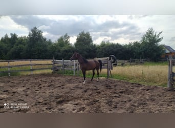 Vollblutaraber, Hengst, 2 Jahre, 155 cm, Schwarzbrauner