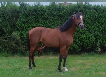Vollblutaraber, Hengst, 2 Jahre, Brauner