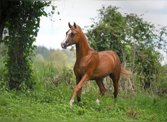 Vollblutaraber, Hengst, 2 Jahre, Fuchs