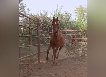 Vollblutaraber, Hengst, 2 Jahre, Fuchs