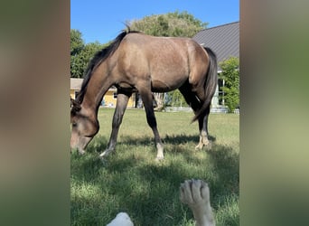 Vollblutaraber, Hengst, 2 Jahre, Hellbrauner