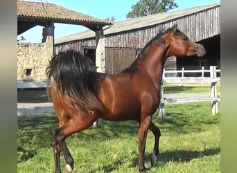 Vollblutaraber, Hengst, 2 Jahre, Rotbrauner