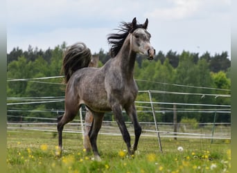 Vollblutaraber, Hengst, 2 Jahre, Schimmel