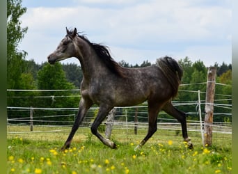 Vollblutaraber, Hengst, 2 Jahre, Schimmel